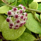 Hoya obovata (rooted plants)